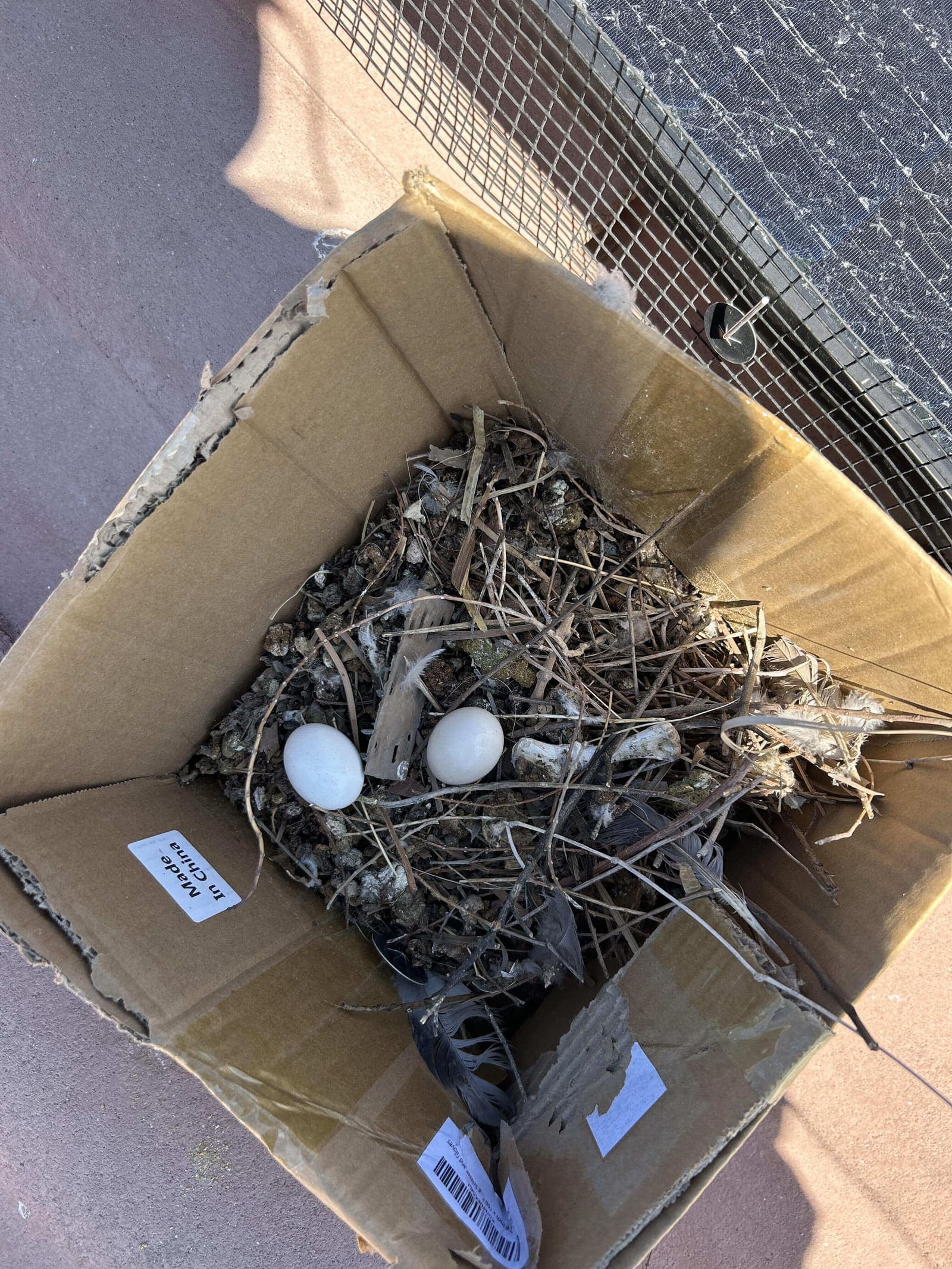 Pigeon nest removed from under solar panels
