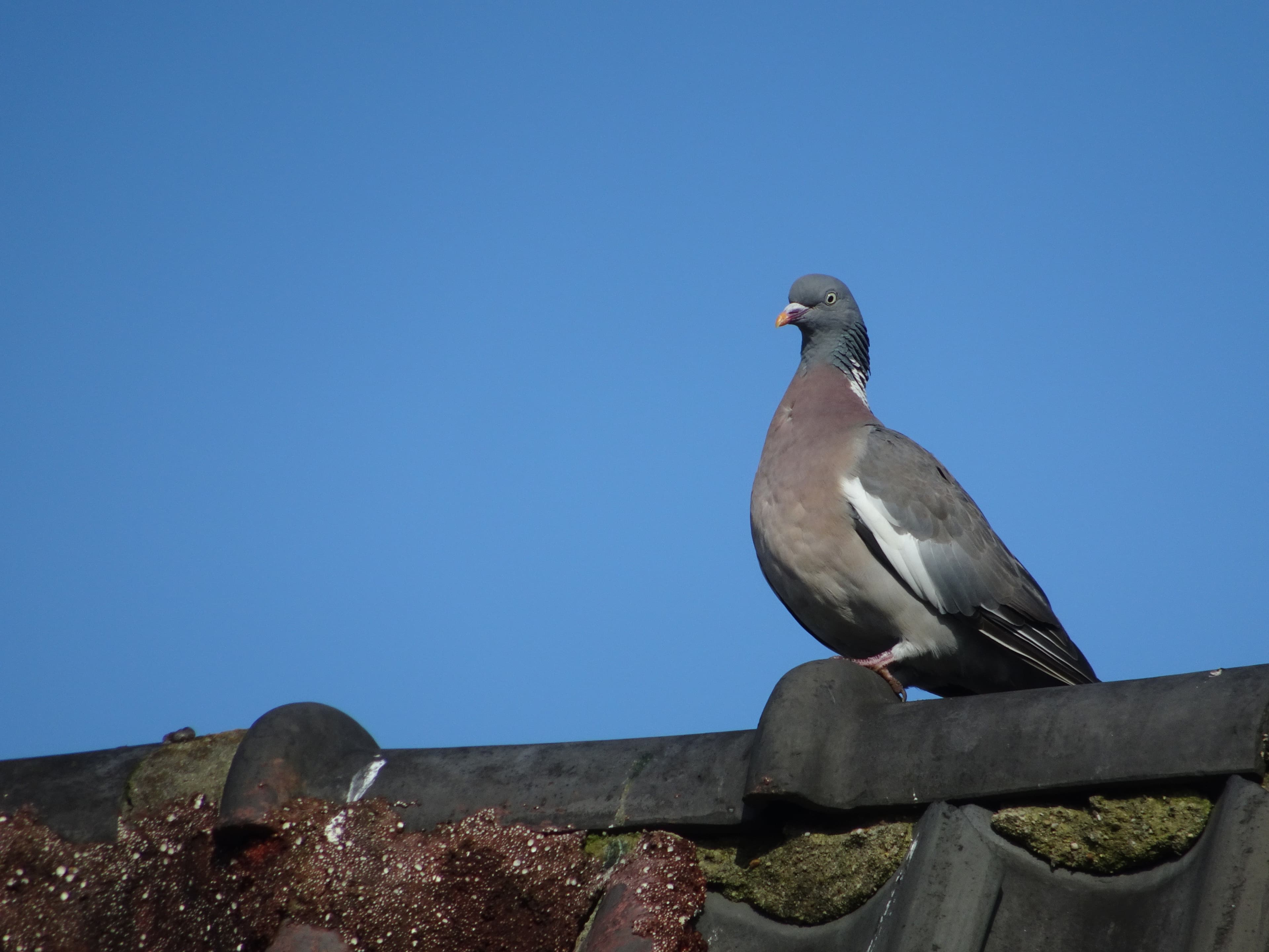 Solar Panel Pigeon Proofing